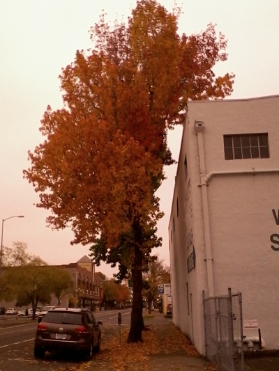 tree, yo