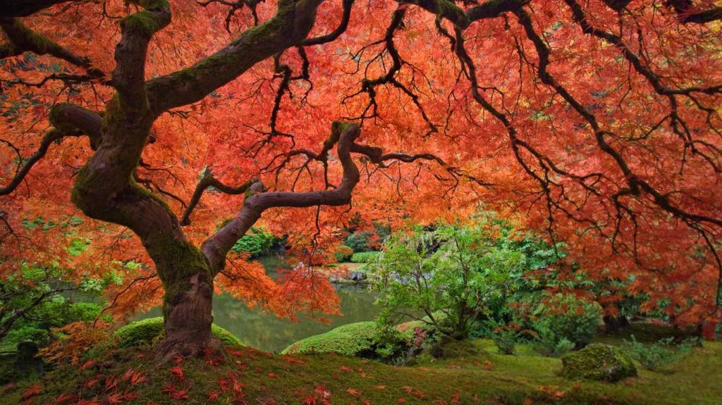check out them maples...