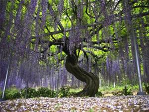 * wisteria, yo *