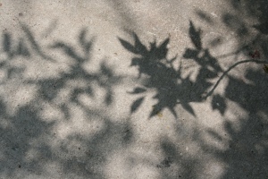 * leaf good enough alone *