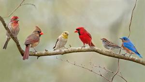 * flockgregation *
