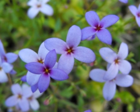 Tiny_Bluets