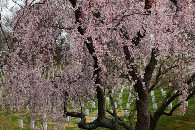 Weeping-cherry-tree-arlington-cemetery-dc_-_Virginia_-_ForestWander.jpg