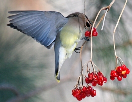 cedarwaxwingeatingberries09