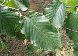 cherry birch