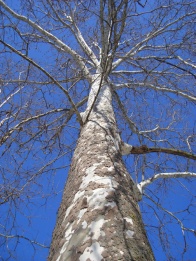 Sycamore