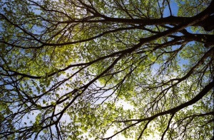 trees