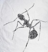 The_Ant._From_the_Dis_-_sectum_project