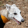 whippetwisdom Avatar